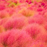 Piękna alternatywa dla wrzosów. Posadź, a twój ogród wręcz zapłonie