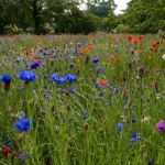 Piękna i bezproblemowa, nie trzeba kosić. Kiedy siać łąkę kwietną?