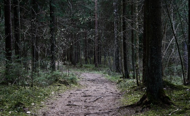 ​Piękna pogoda. Susza i zagrożenie pożarowe w lasach 