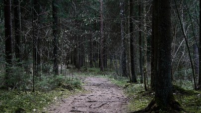 ​Piękna pogoda. Susza i zagrożenie pożarowe w lasach 