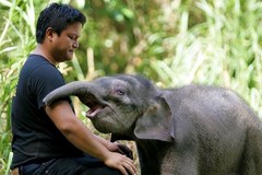 Piękna przyjaźń osieroconego słoniątka i strażnika rezerwatu