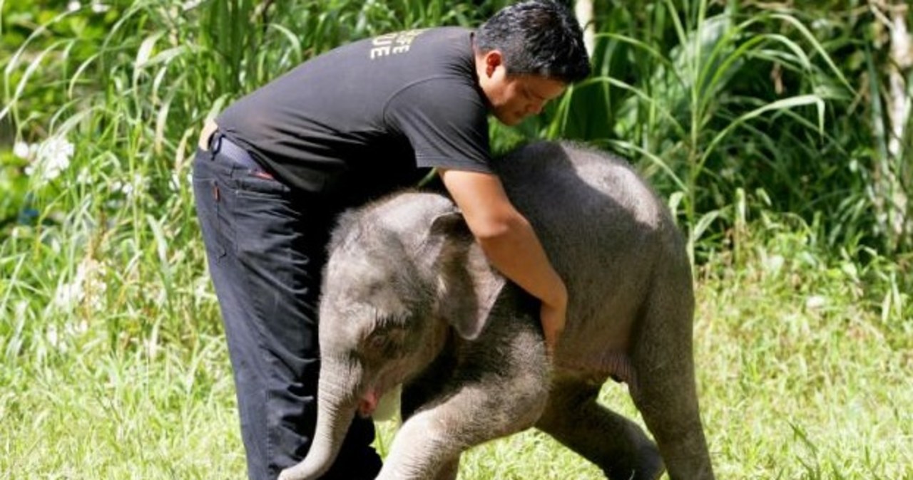 Piękna przyjaźń osieroconego słoniątka i strażnika rezerwatu