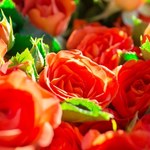 Piękne róże doniczkowe 60% taniej w Biedronce! Promocja na Dzień Matki