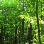 Piękne widoki i leśne ścieżki. Teraz możesz spacerować tam legalnie