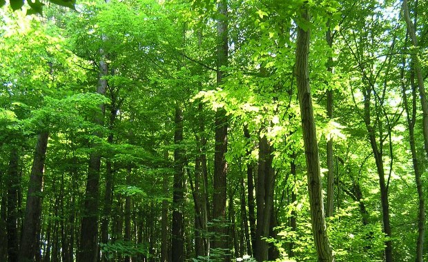 Piękne widoki i leśne ścieżki. Teraz możesz spacerować tam legalnie
