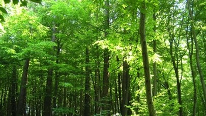 Piękne widoki i leśne ścieżki. Teraz możesz spacerować tam legalnie