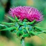 Pięknie wygląda i wspiera wątrobę. Sąsiadka pozazdrości ci tego "kłujaka"