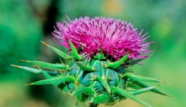 Pięknie wygląda i wspiera wątrobę. Sąsiadka pozazdrości ci tego "kłujaka"