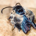Piękny i jaskrawoniebieski. Motyl imitujący pszczołę odnaleziony po 130 latach