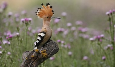 Piękny ptak znów osiedla się w Polsce. Można podziwiać go z okna