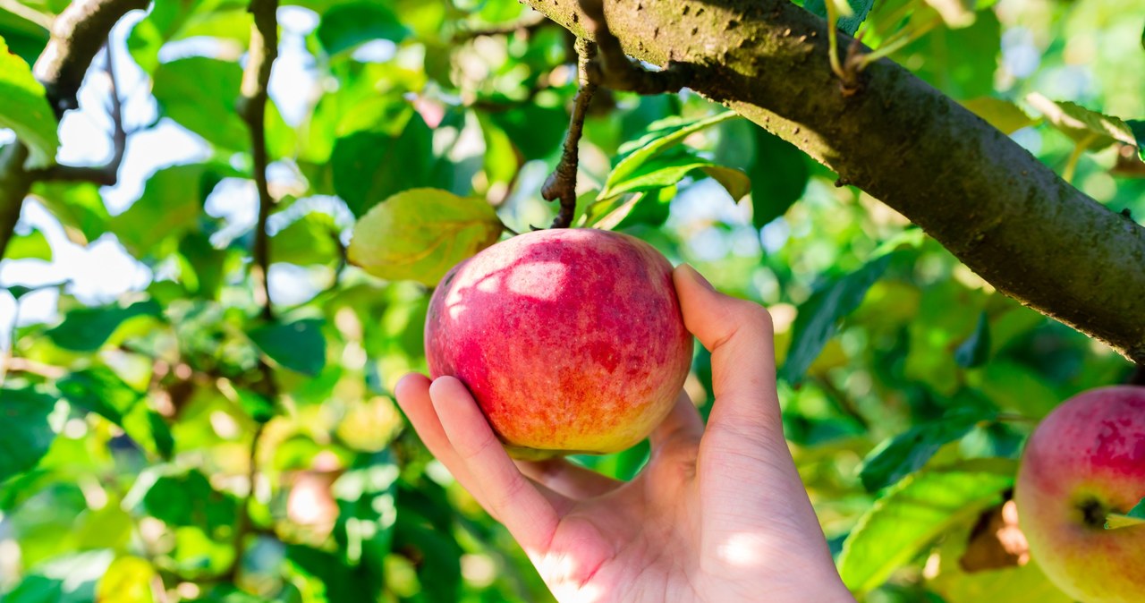 Pielęgnacja drzew i stosowanie ochronnych oprysków pomaga uzyskać obfite plony. /123RF/PICSEL