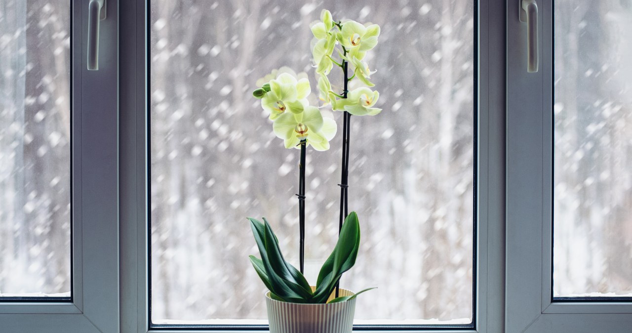 Pielęgnacja storczyków zimą nie jest trudna. Trzeba zadbać, by miały właściwe warunki do rozwoju. /Pixel