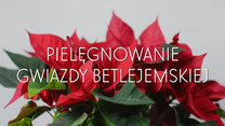 Pielęgnowanie gwiazdy betlejemskiej w domu