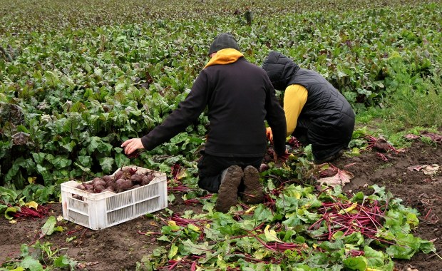 Pieniądze dla rolników już płyną. Sprawdź, kto pierwszy dostanie wsparcie