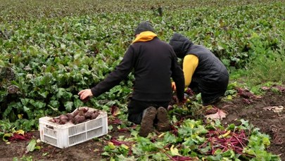 Pieniądze dla rolników już płyną. Sprawdź, kto pierwszy dostanie wsparcie