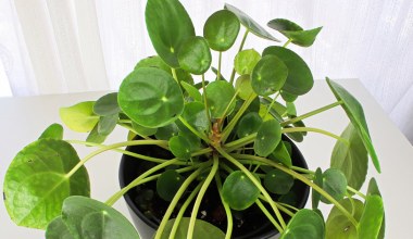 Pieniążek będzie rósł jak na drożdżach. Wystarczy, zrobić to raz na 2 tygodnie 