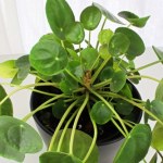 pilea pielęgnacja Pieniążek nie musi marnieć jesienią. Wystarczy, że zadbasz o te 4 rzeczy