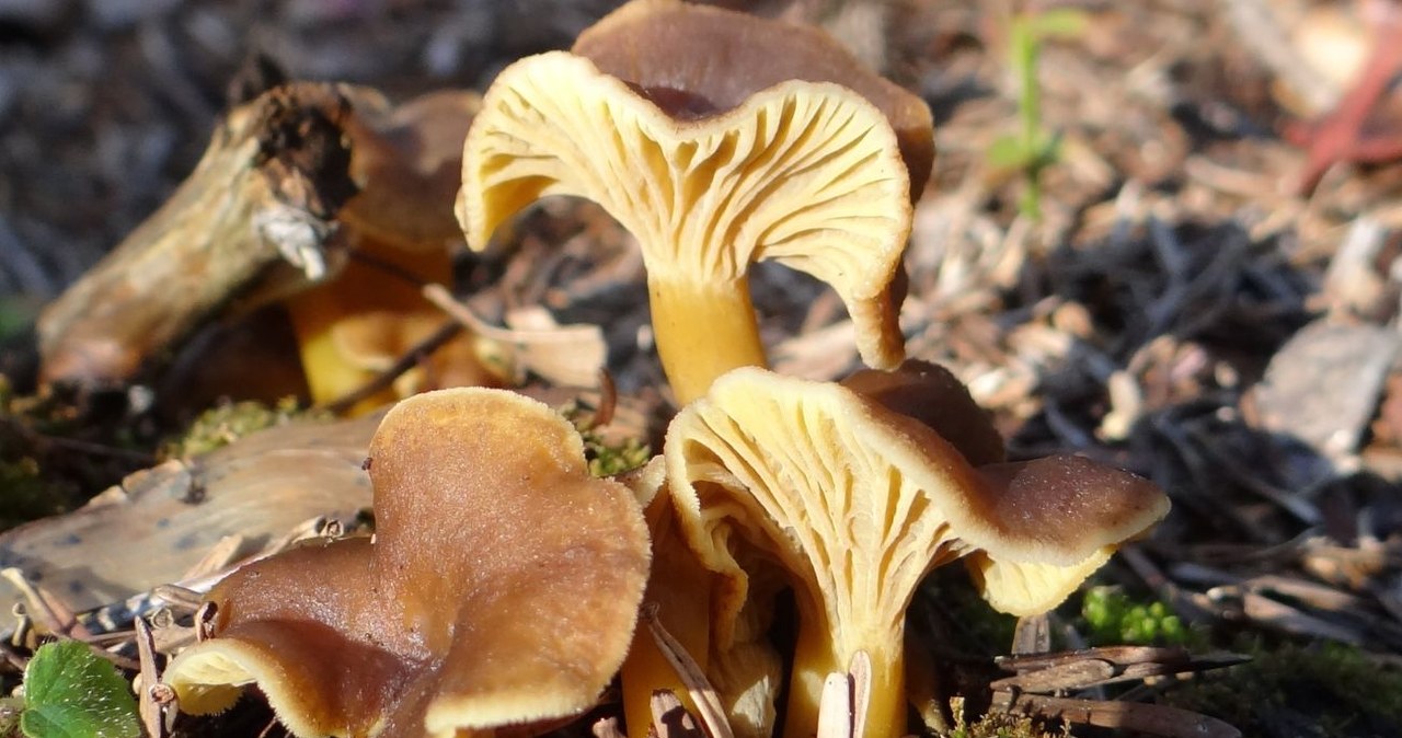 Pieprznik trąbkowy jest smacznym grzybem, którego w Polsce często się pomija /Jerzy Opioła /CC BY-SA 3.0