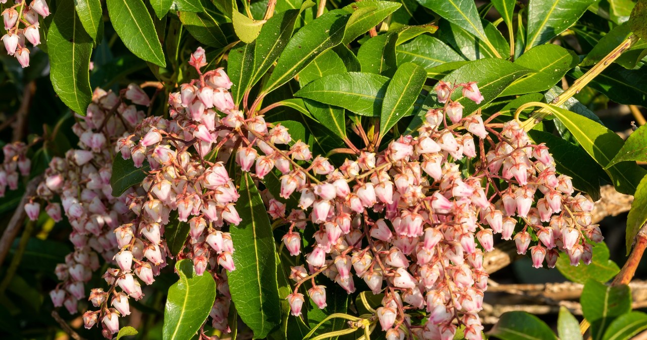 Pieris japoński, odmiana "Pink Delight". /123RF/Picsel, 123RF/Picsel /Pixel