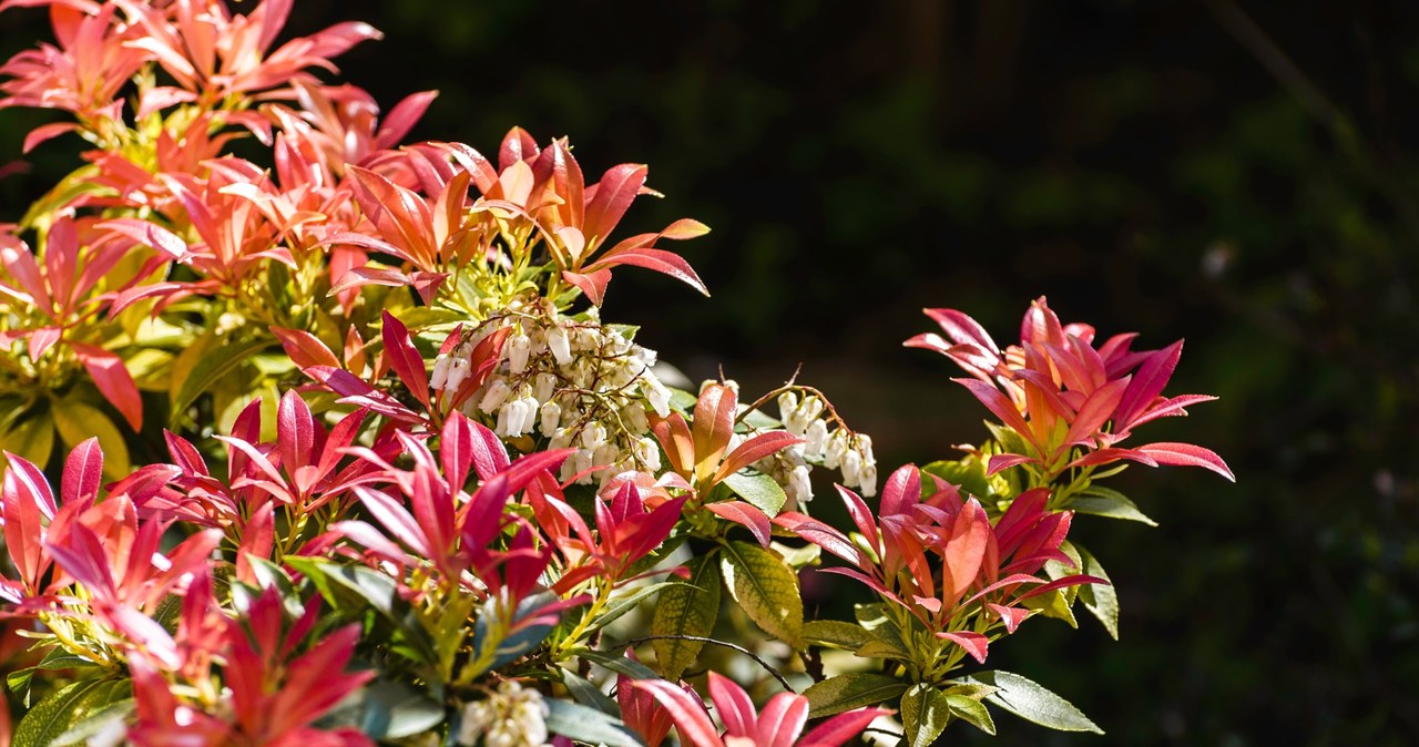 Pieris japoński to piękny krzew, prosty w uprawie. Warto posadzić do w ogrodzie np. w towarzystwie wrzosów. /123RF/Picsel, 123RF/Picsel /Pixel