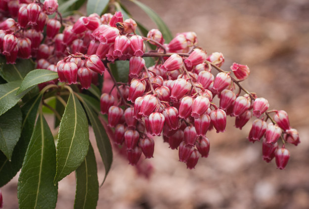 Pieris japoński /Arboretum Wojsławice/fot. Małgorzata Gębala /Facebook