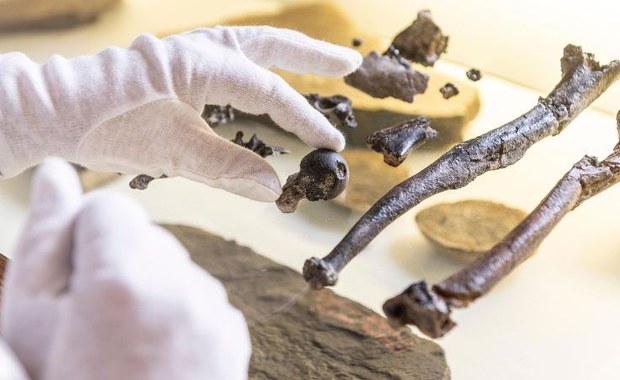 Pierwsza małpa wyprostowała się w Europie?