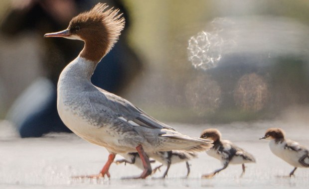 Pierwsza rodzina nurogęsi przeszła nad Wisłę. Uroczy widok w Warszawie