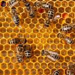 Pierwsza szczepionka dla pszczół została zatwierdzona przez USA