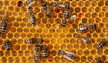 Pierwsza szczepionka dla pszczół została zatwierdzona przez USA