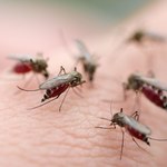 Pierwsza szczepionka przeciwko malarii trafia do Europy