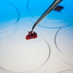 Pierwsza taka ferma mięsa na świecie. Projekt może być przełomem