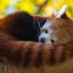 Pierwsza taka sytuacja między Chinami z Tajwanem od lat. Powodem pandki