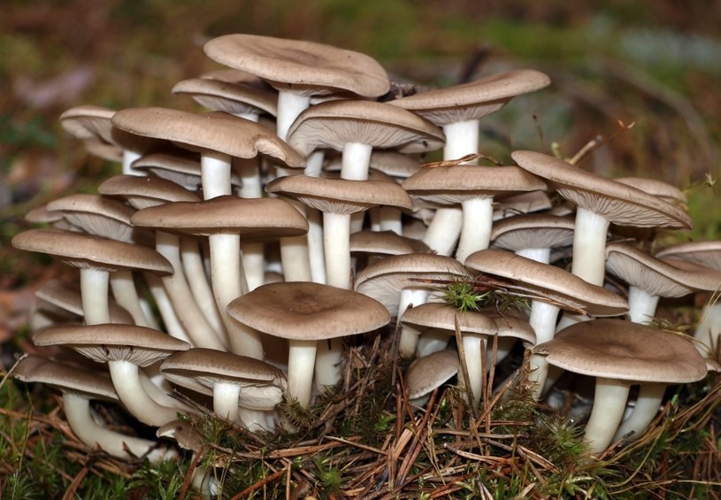 Pierwszą zidentyfikowaną toksyną pochodzącą z grzyba była muskaryna /123RF/PICSEL
