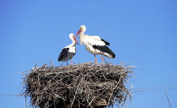 Pierwsze bociany odleciały już do ciepłych krajów