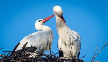 Pierwsze bociany w Bydgoszczy