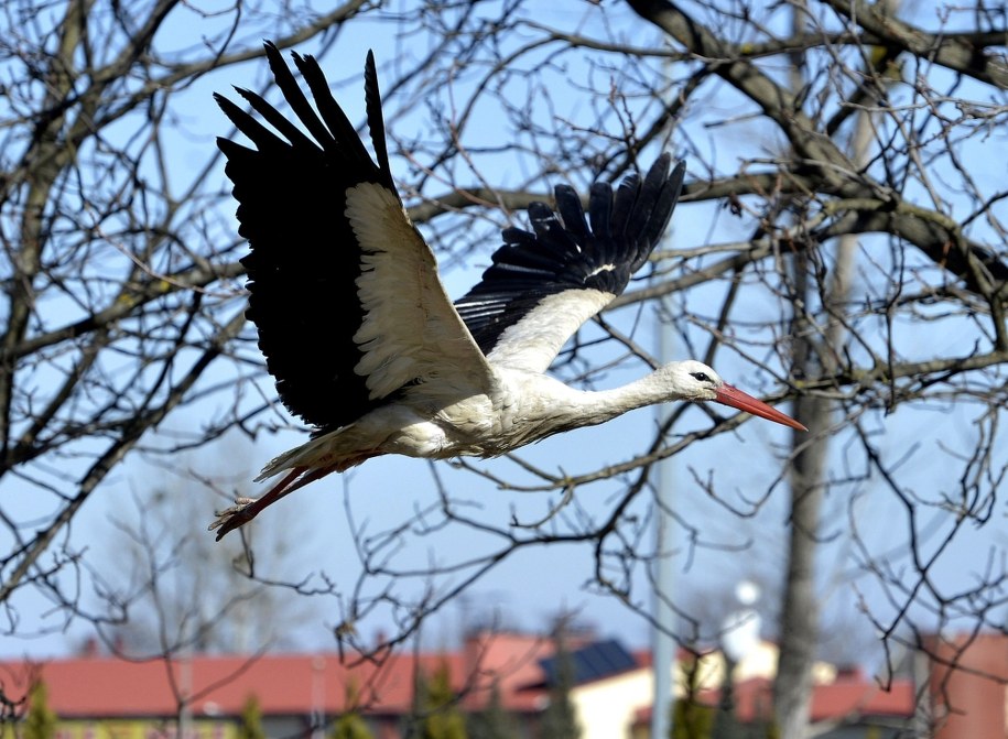 Pierwsze bociany wróciły już do kraju. Wszystko wskazuje na to, że już w weekend do Polski wróci także ciepło. Tym razem na stałe /Darek Delmanowicz /PAP