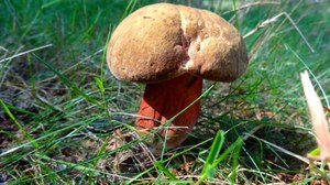The first red-brick boletus in the Bieszczady Mountains.  How to distinguish them?