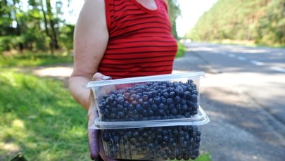 Pierwsze jagody już na rynku! Zobacz, ile zapłacisz za letni przysmak