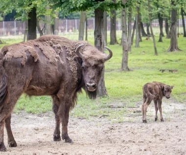Pierwsze narodziny żubra w Puszczy Augustowskiej