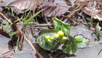 Pierwsze (nieśmiałe) oznaki wiosny w Tatrach już są