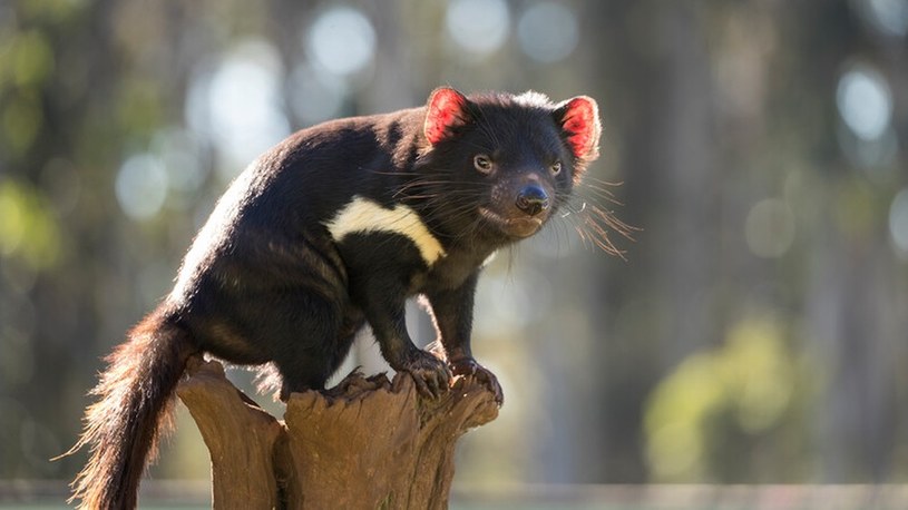 Pierwsze od 3000 lat australijskie diabły tasmańskie przyszły na świat na wolności /Geekweek