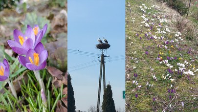 Pierwsze oznaki wiosny 2023. Wasze zdjęcia