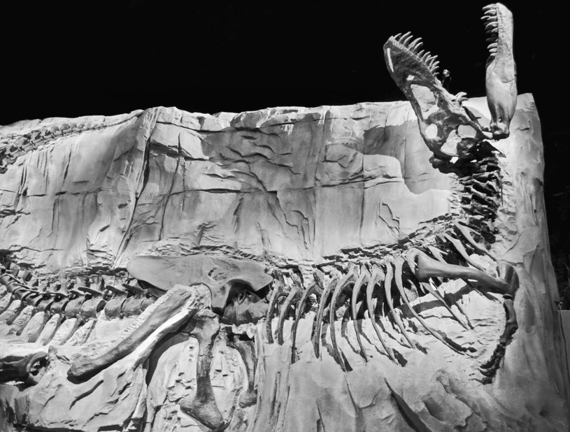 Pierwsze prawdziwe dinozaury pojawiły się gdzieś pomiędzy 240 a 230 milionami lat temu /materiały prasowe