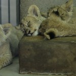 Pierwsze takie narodziny od 21 lat. "Pula genowa lwów angolskich na wyczerpaniu"