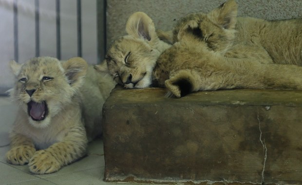 Pierwsze takie narodziny od 21 lat. "Pula genowa lwów angolskich na wyczerpaniu"