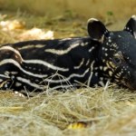 ZOO Pierwsze takie narodziny w Polsce. Bezcenny maluch jest cały w paski