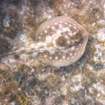 Pierwsze takie narodziny w Polsce. Ważny dzień dla europejskiej akwarystyki