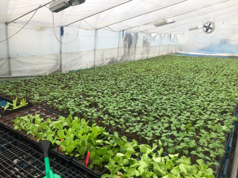 Pierwsze w tym roku uprawy sałaty w powiecie przysuskim na Mazowszu /Michał Dobrołowicz /RMF FM