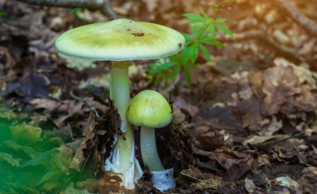 Pierwsze w tym sezonie zatrucie muchomorem sromotnikowym w Poznaniu