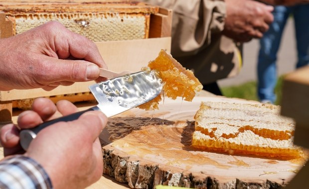 Pierwsze wiosenne miodobranie w Białymstoku